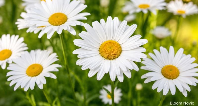 Close-up of fresh white daisy flowers with bright yellow centers blooming in a green garden.