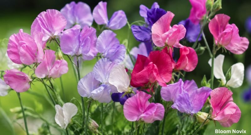 Sweet Pea (Lathyrus odoratus) flowers in pink, purple, lavender, and white blooming in a garden.