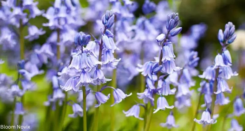 Bluebell Flower meaning picture