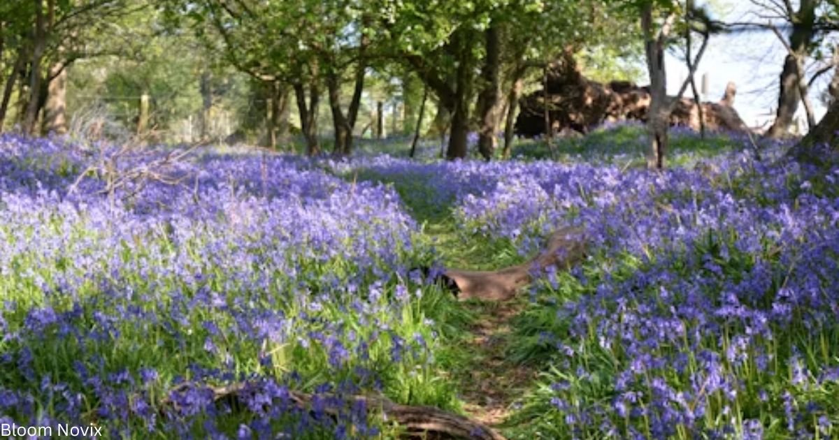 Bluebell Flower
