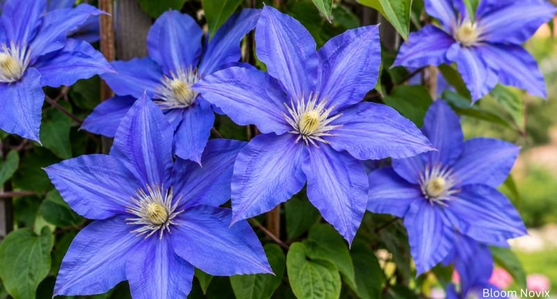 Blooming blue Clematis flowers climbing a garden trellis with large star-shaped blossoms.