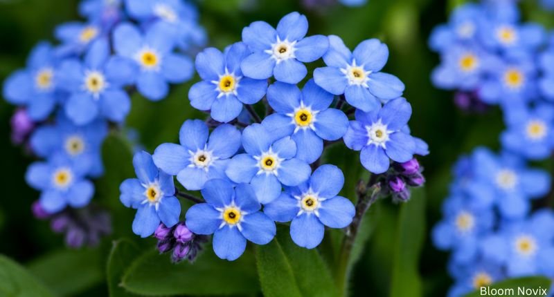 Cluster of delicate Forget-Me-Not flowers with tiny sky-blue petals and bright yellow centers.