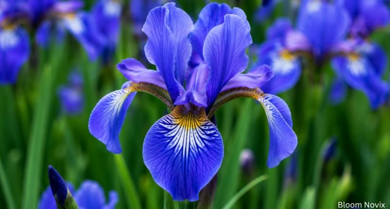 Macro view of a stunning blue Iris flower with ruffled petals and intricate yellow and white markings.