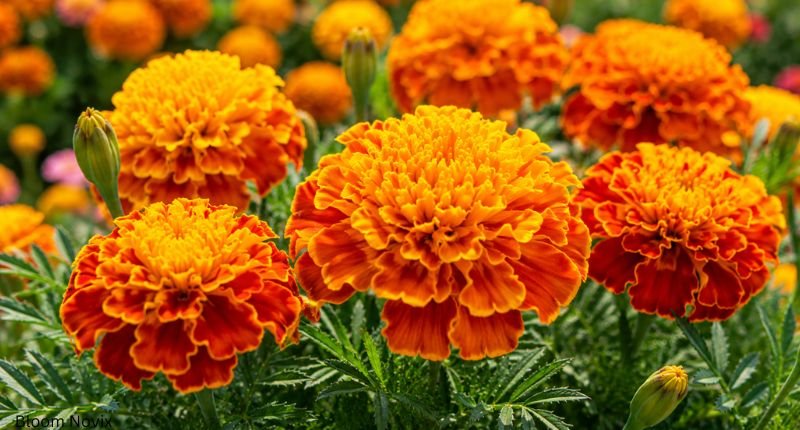 Vibrant orange and golden marigold flowers blooming among green foliage in a sunny garden.