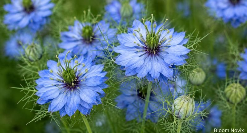 Close-up of delicate Nigella (Love-in-a-Mist) flowers surrounded by soft feathery green foliage.