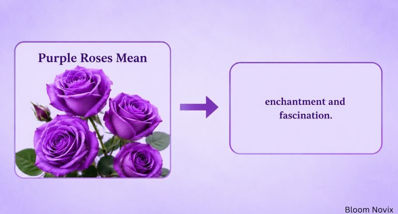 Purple roses representing enchantment and fascination with a light purple background and arrow infographic.