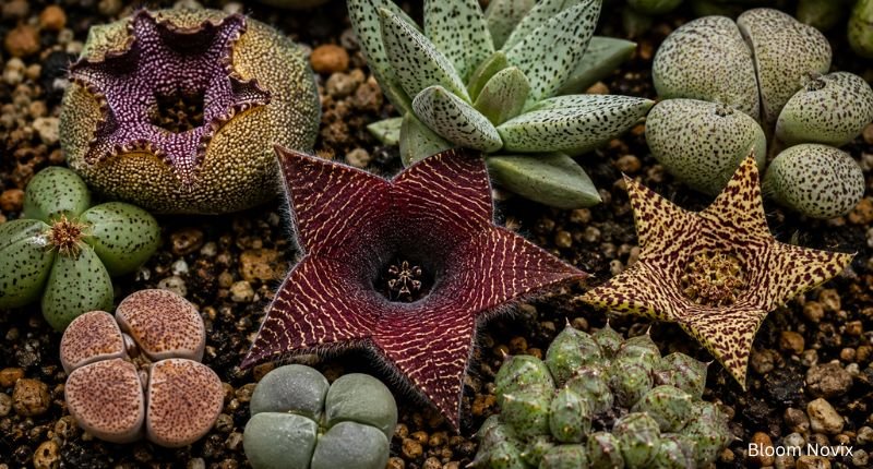 Unique succulent collection with Lithops, Stapelia, Huernia, and other ugly flower names known for their unusual appearance.