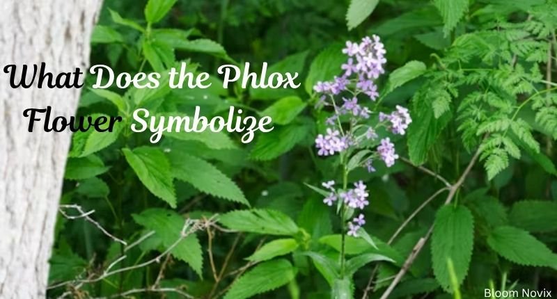 What Does the Phlox Flower Symbolize?