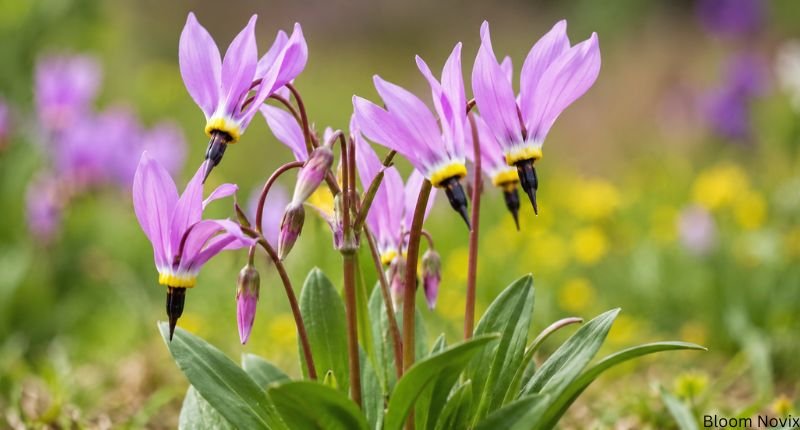 Close-up of pink shooting star flowers growing naturally in a green meadow