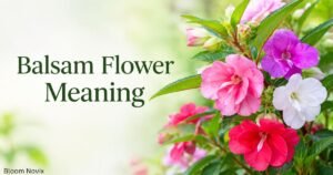 Balsam flower meaning shown with pink, purple, red, and white balsam flowers surrounded by green leaves.