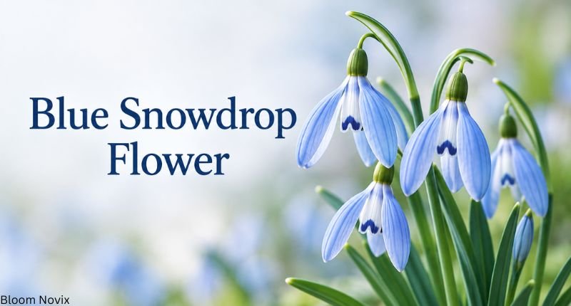 Blue snowdrop flower with soft blue petals and slender green leaves