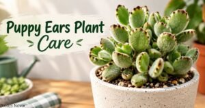 Puppy Ears Plant Care