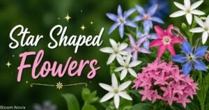 Star Shaped Flowers colorful white pink blue and purple blooms