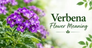 Verbena flower meaning and symbolism with purple verbena flowers