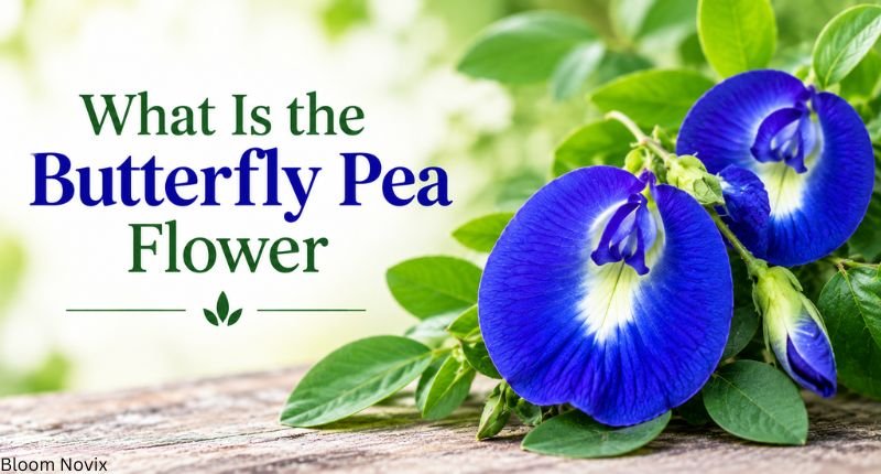 What is the butterfly pea flower with close-up blue flowers and green leaves