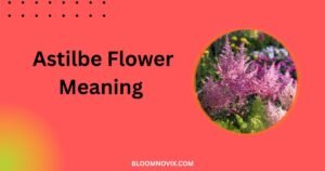 Astilbe Flower Meaning