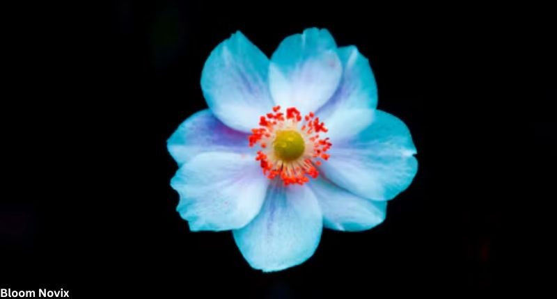 Blue Cherry Blossom Flower