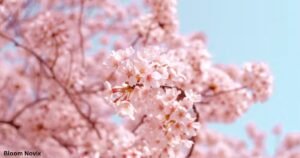 Cherry Blossom Flower Meaning
