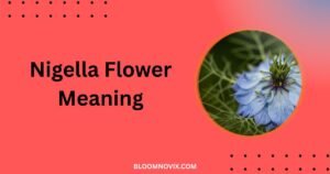 Nigella Flower Meaning