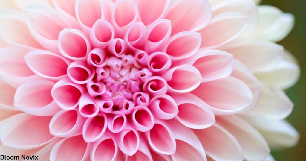Pink Dahlia Flower