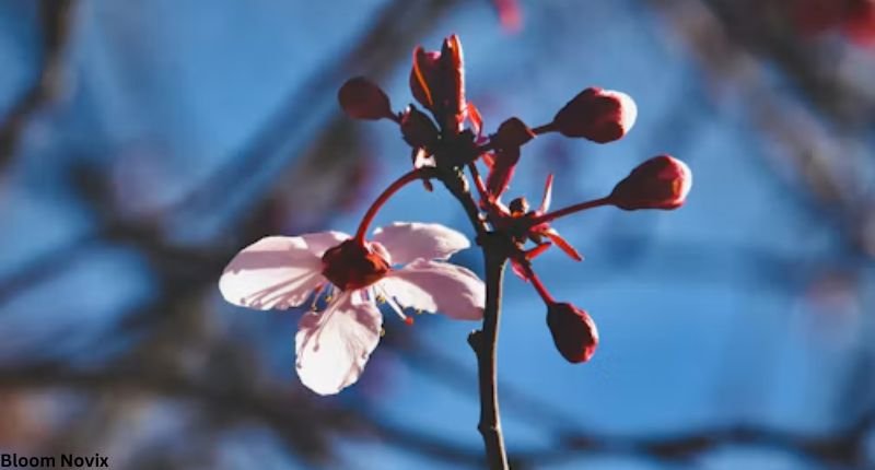 Red Cherry Blossom Flower